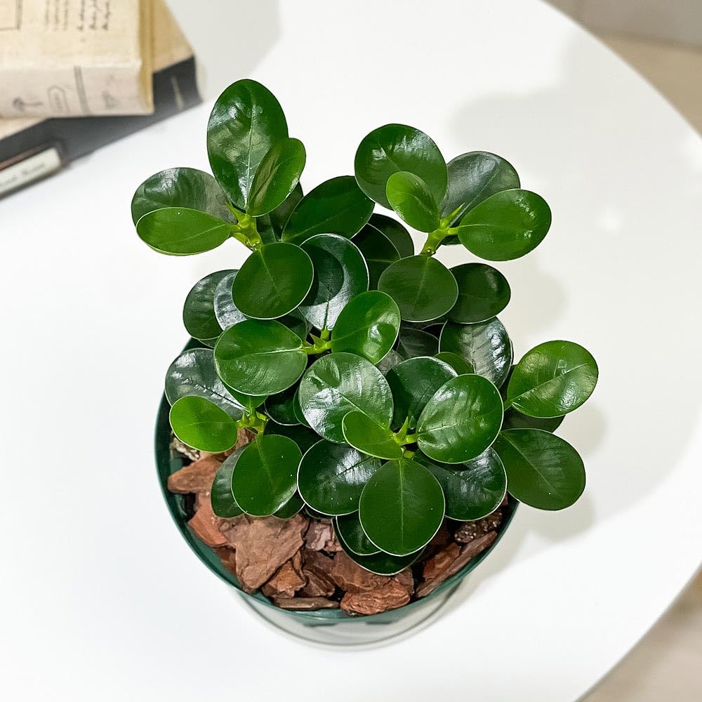 Amazon｜PLANCHU 観葉植物 ガジュマル コパンダガジュマル 4号